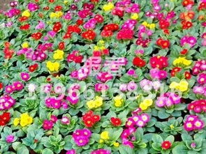 青州市樹(shù)慶花卉苗木專(zhuān)業(yè)合作社 山東草花種植基地的繁榮之路