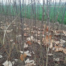 絳縣澤森苗木種植專(zhuān)業(yè)合作社 打造綠色精品，引領(lǐng)農(nóng)副產(chǎn)品銷(xiāo)售新篇章